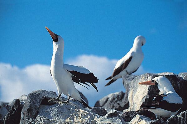 Galapagos Legend’s 8-Day 'A+B' Itinerary Day Two - Nazca Boobies.