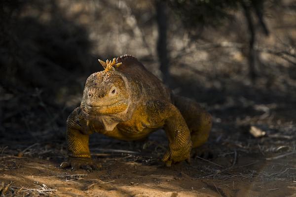 Galapagos Legend’s 8-Day 'A+B' Itinerary Day Three - Land Iguana.