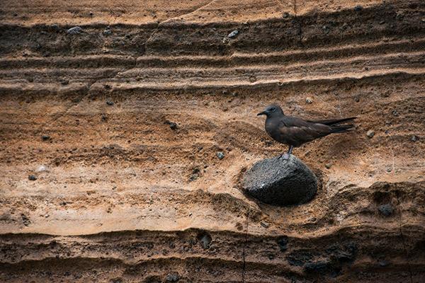 Galapagos Legend’s 8-Day 'A+B' Itinerary Day Six - Brown Noddy.