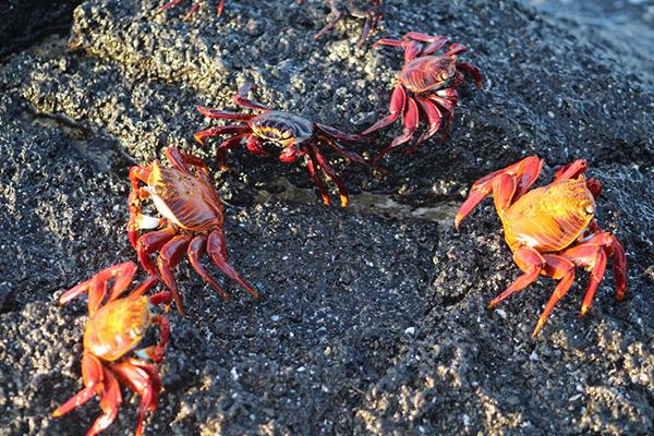 加拉帕戈斯群岛传奇的“A + B”行程八天七——莎莉快脚蟹。