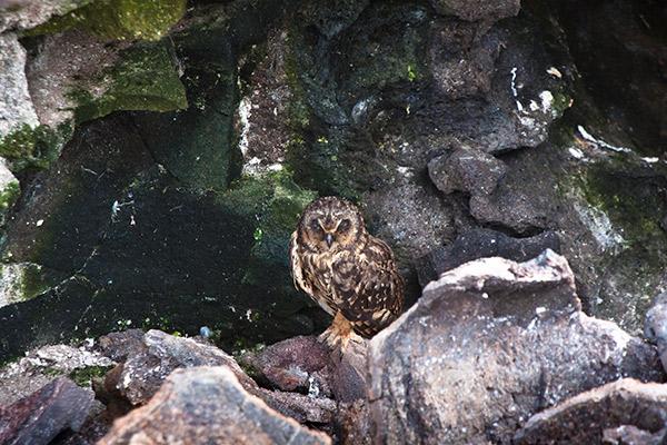 Galapagos Legend’s 8-Day 'C+D' Itinerary Day Seven - Short-Eared Owl.