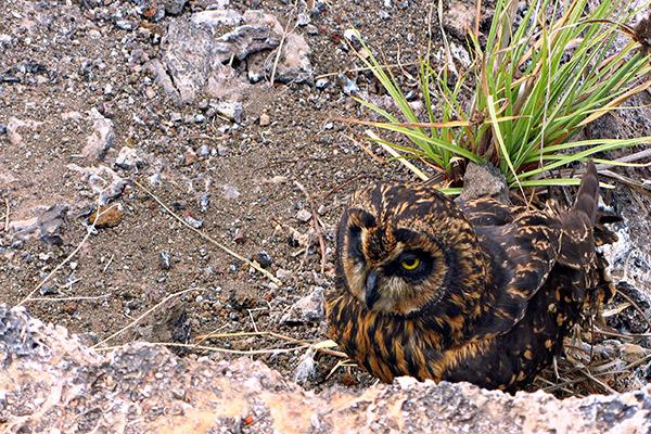 Galapagos Legend’s 8-Day 'D+A' Itinerary Day Four - Short-Eared Owl.