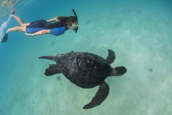 Galapagos Legend’s 8-Day 'D+A' Itinerary Day Eight - Snorkelling with Sea Turtles.