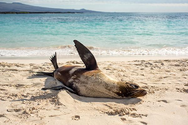 Galapagos Legend’s 8-Day 'B+C' Itinerary Day One - Sea Lion on the shore.