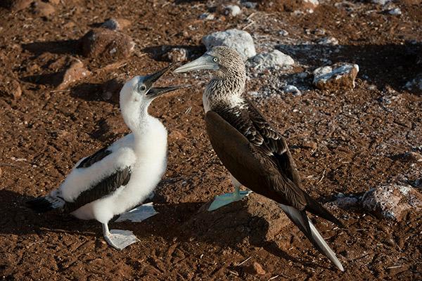 加拉帕戈斯群岛传奇的“B + C”行程第六天——八条蓝脚鲣鸟。
