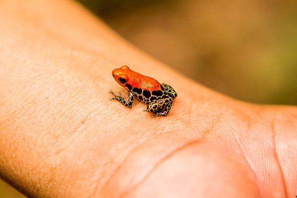 Spondias 4-Day Itinerary Day Four - Frog in the Amazon.