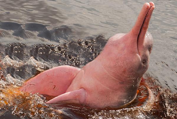 Spondias 7-Day Itinerary Day Two - Pink River Dolphin.