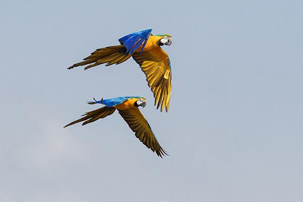 Spondias密集观鸟路线第六天,蓝色和黄色的金刚鹦鹉。