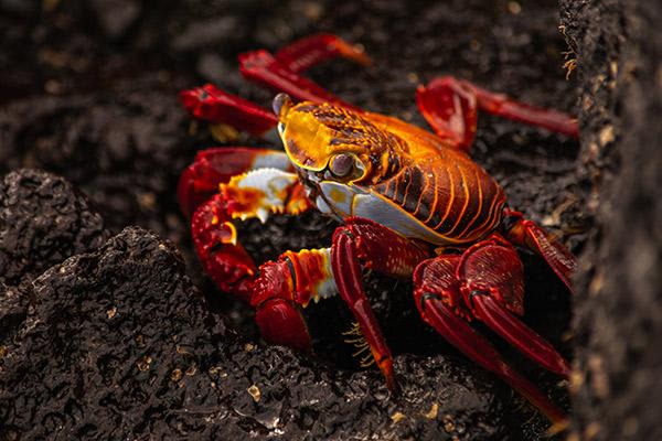 Elite’s 4-Day Itinerary Day Four - Sally-Lightfoot Crab.