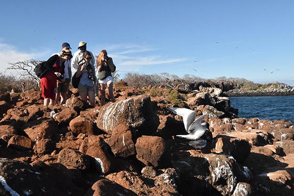 Endemic’s 4-Day Itinerary Day Three - North Seymour Island Excursion.