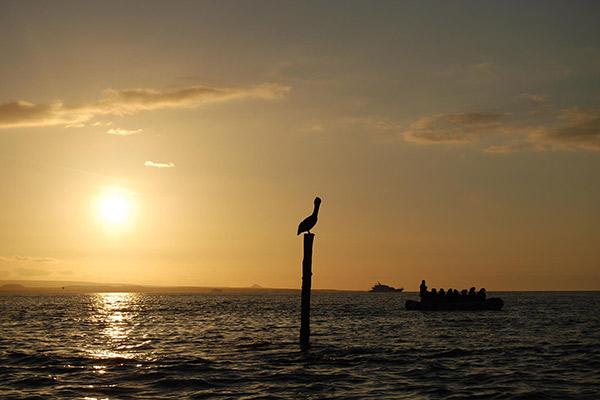 流行的为期4天的行程第四天——鹈鹕在夕阳中。