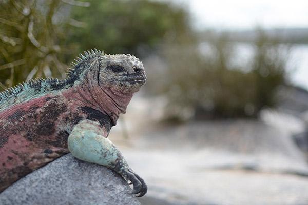 Endemic’s 6-Day 'F' Itinerary Day Three - Marine Iguana relaxing.