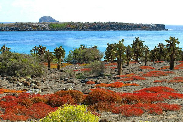 Endemic’s 8-Day 'B' Itinerary Day Five - South Plaza Island.