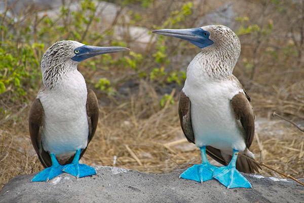 Endemic’s 8-Day 'B' Itinerary Day Seven - Blue-Footed Boobies.