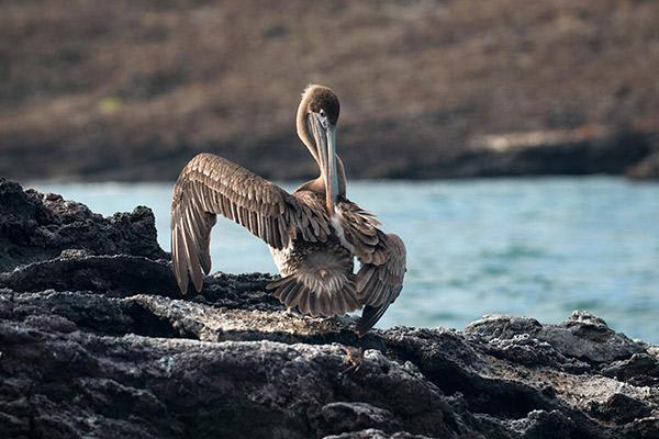 Endemic’s 8-Day 'B' Itinerary Day Eight - Pelican cleaning their feathers.