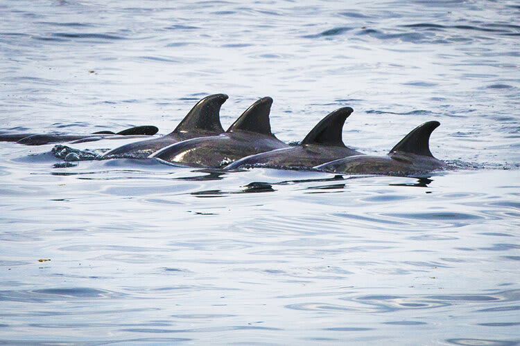 Aqua Blu's 13-Day Spice Island to Flores - Day Three - Dolphins