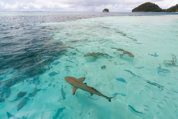 Aqua Blu's 13-Day Spice Island to Flores - Day Seven - Shark Sighting