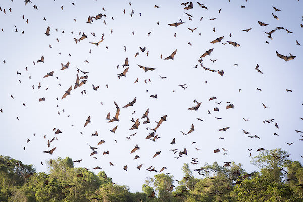 Aqua Blu's 13-Day Raja Ampat to Spice Island - Day Nine - Bats Flying Out At Sunset