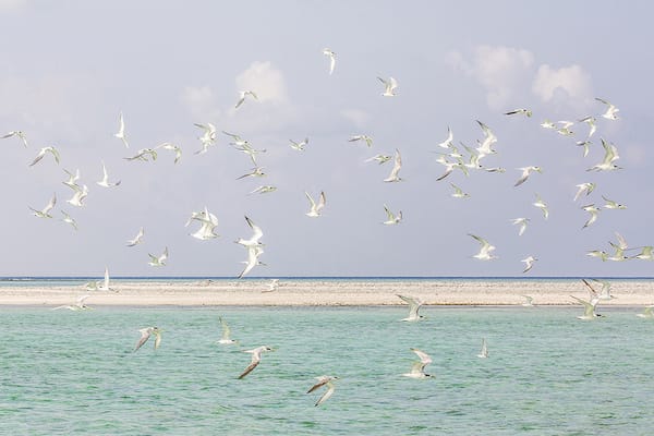 蓝色水的13天香料岛到拉贾安帕特-第五天-海鸟