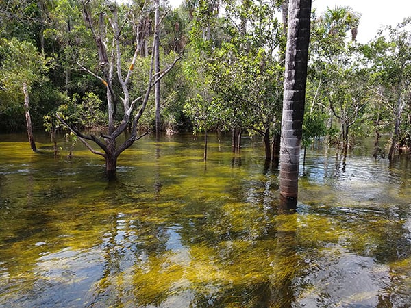 Jacaré-Tinga's 8-Day Cruise Day Five - Exploring the Flooded Forest.