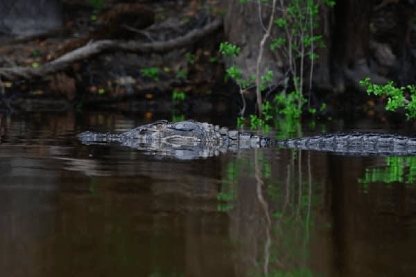 Jacaré-Tinga's 8-Day Cruise Day Six - Caiman Sighting.