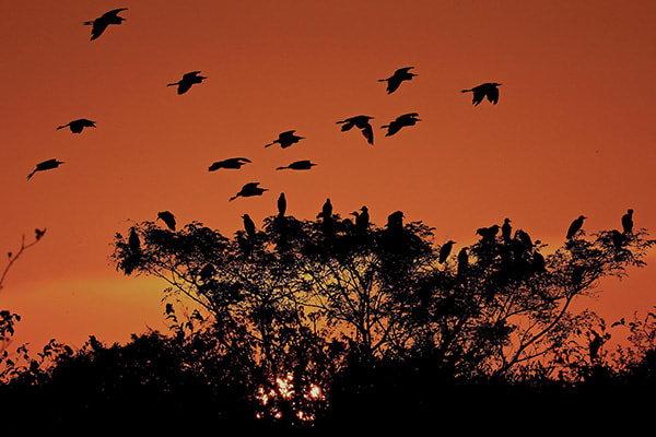 Jacaré-Tinga's 9-Day Upper Negro River Cruise Day Five - Birdwatching at night.