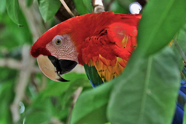 Jacare Acu为期4天Apuau野生里约热内卢Negro Cruise Day One - Parrot Sighting.