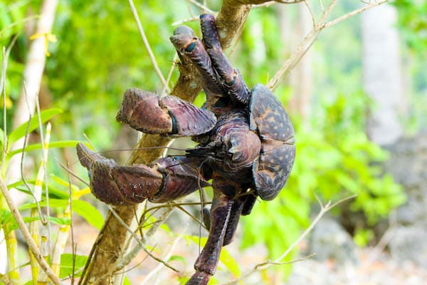 Ombak Putih's Kaimana to Sorong - Day Six - Coconut Crab