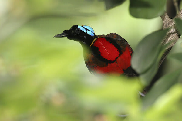 Ombak Putih's Kaimana to Sorong - Day Eight - Wilson's Bird