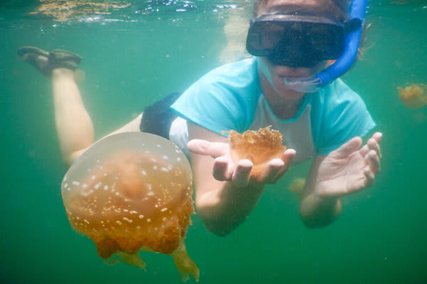 Katharina;s Jewels of Raja Ampat - Day Five - Snorkeling with Jellyfish