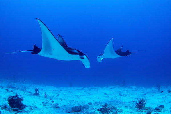 Katharina;s Jewels of Raja Ampat - Day Seven - Manta Rays