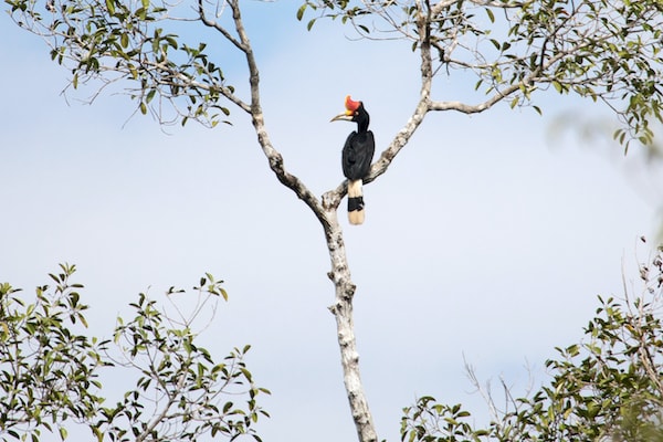 Kumai's 5-Day Tanjung Puting & Camp Leakey - Day Two - Hornbill