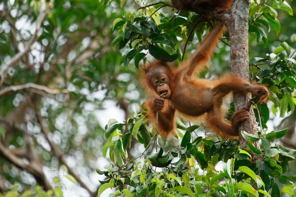 Kumai's 5-Day Tanjung Puting & Camp Leakey - Day Three - Infant Orangutan