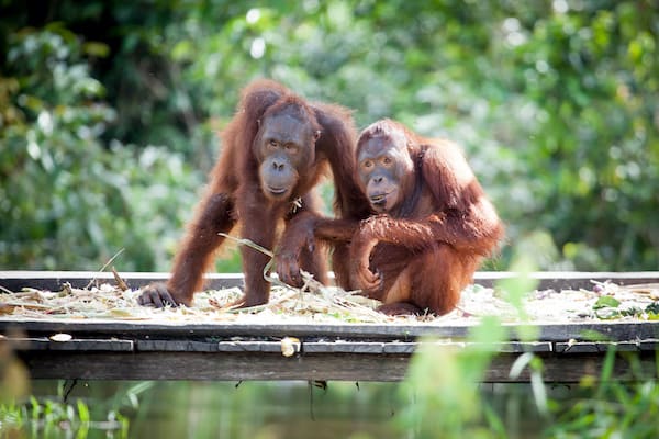 Rahai'i Pangun's 4-Day Relaxing Orangutan & Dayak Village Downriver - Day Four - Sungai Rungan