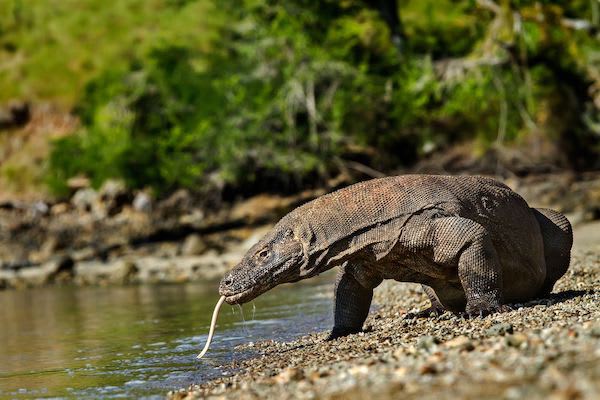 Sequoia's 5-Day Komodo Islands - Day Four - Komodo Dragon