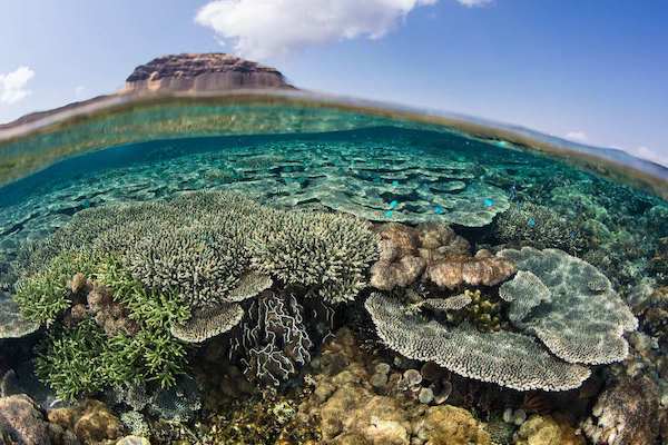 Sequoia's 5-Day Komodo Islands - Day Five - Amazing Corals View for Snorkeler