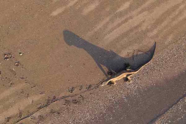 Sequoia's 11-Day Komodo Sumbawa - Day Three - Komodo Dragon