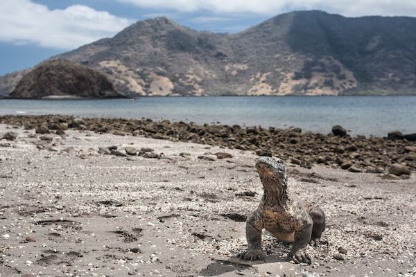 Sequoia's 11-Day Komodo Sumbawa - Day Seven - Komodo Dragon