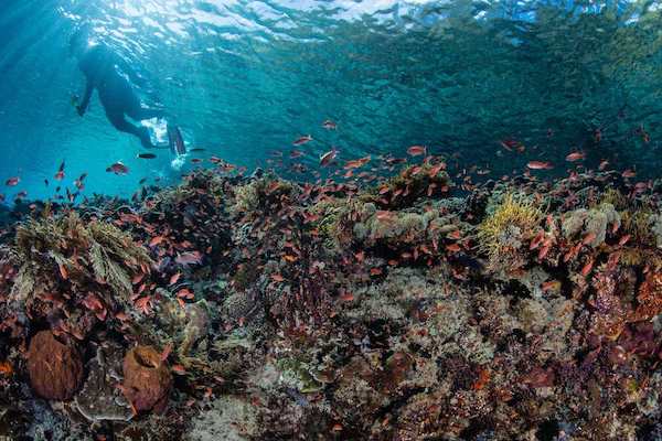 Sequoia's 15-Day The Wild Raja Ampat - Day Eleven - Corals & Schools of Fishes