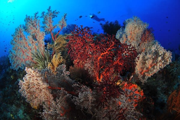 Sequoia's 15-Day The Wild Raja Ampat - Day Thirteen - Colorful Corals