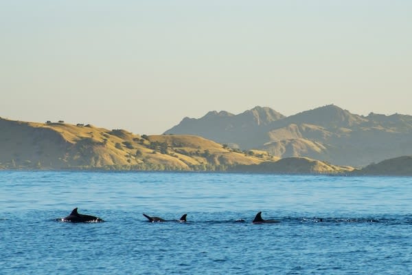Sequoia's 15-Day The Wild Raja Ampat - Day Fourteen - Dolphins Swimming Along our Journey