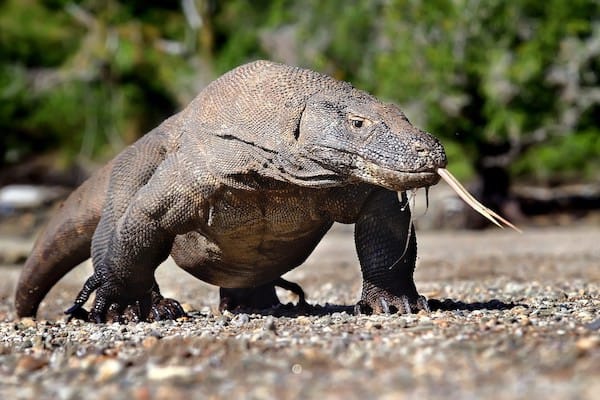 Sequoia's 15-Day The Wild Raja Ampat - Day Fifteen - Komodo Dragon