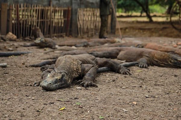 Tiare's 10-Day Komodo Islands - Day Two - Komodo Dragons