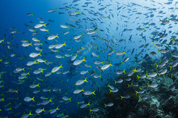 Tiare's 12-Day Maumere & The Forgotten Islands - Day Ten - Schools of Fishes