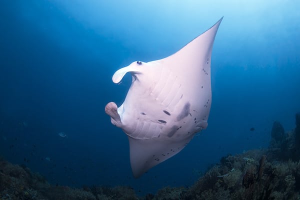 Tiare's 12-Day Raja Ampat - Day Four - Manta Ray