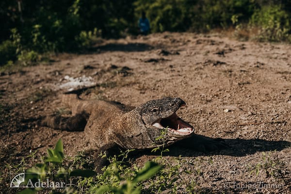 Adelaar's Komodo Extended Bali - Komodo - Day Nine - Komodo Dragon