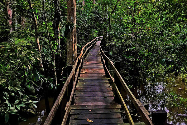 Amazon Eco Boat's 5-Day Evasion Cruise Day Four - Jungle Trekking.