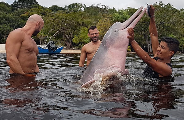 Amazon Odyssey's 6-Day Immersion Cruise Day Four - Dolphins Swimming in the water.