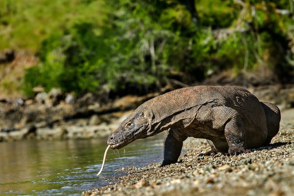 La Unua's 5-Day Komodo Cruise - Day Two - Komodo Dragon