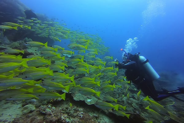 Lady Denok's 9-Day Komodo Cruise - Day Three - Underwater